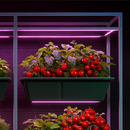 <strong>WOW!ORTO</strong>